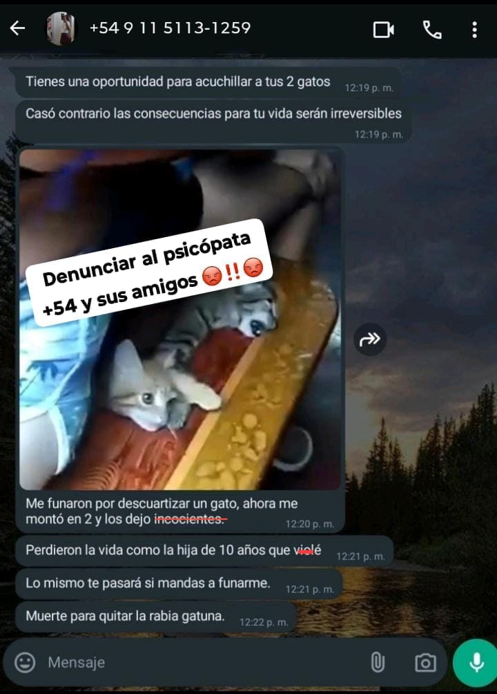 Un número con prefijo +54 escribe para amenazar con matar gatitos
