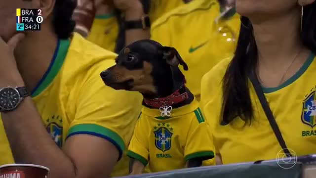 Este vídeo muestra a un perro vestido de Brasil en el partido contra Francia del Mundial