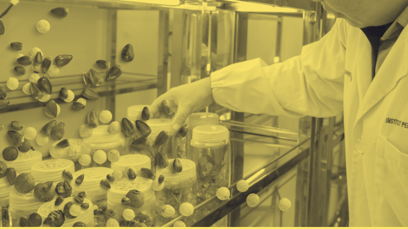 ¡Dale al play! Cómo los bancos de semillas preservan la diversidad vegetal del planeta