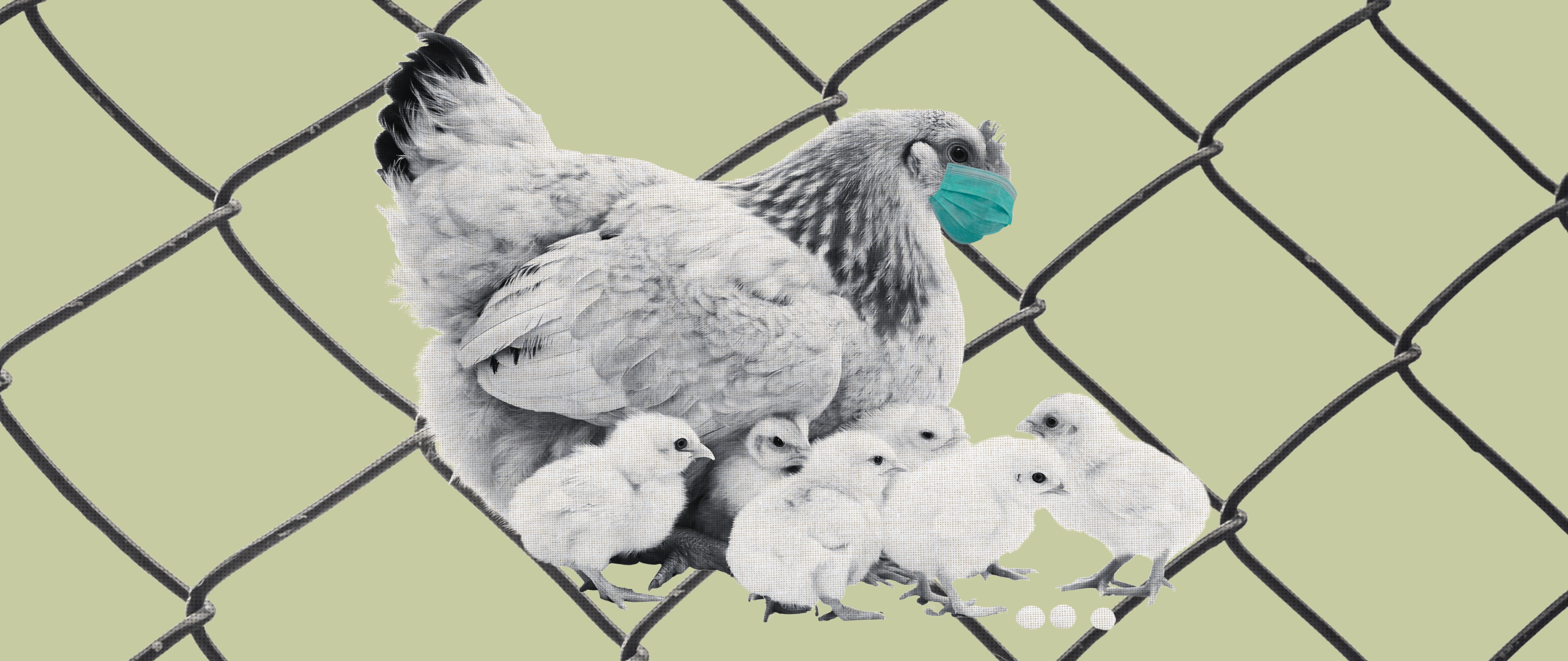 Prohibición de gallinas en libertad por "gripe" aviar: preguntas y respuestas