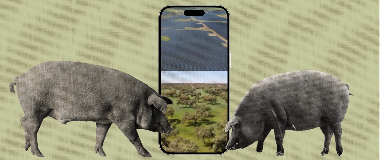 Cuidado con el vídeo que dice que la dehesa extremeña es ahora un campo de placas solares: la fotovoltaica ocupa unas 17.000 hectáreas mientras la dehesa superaba el millón en 2021