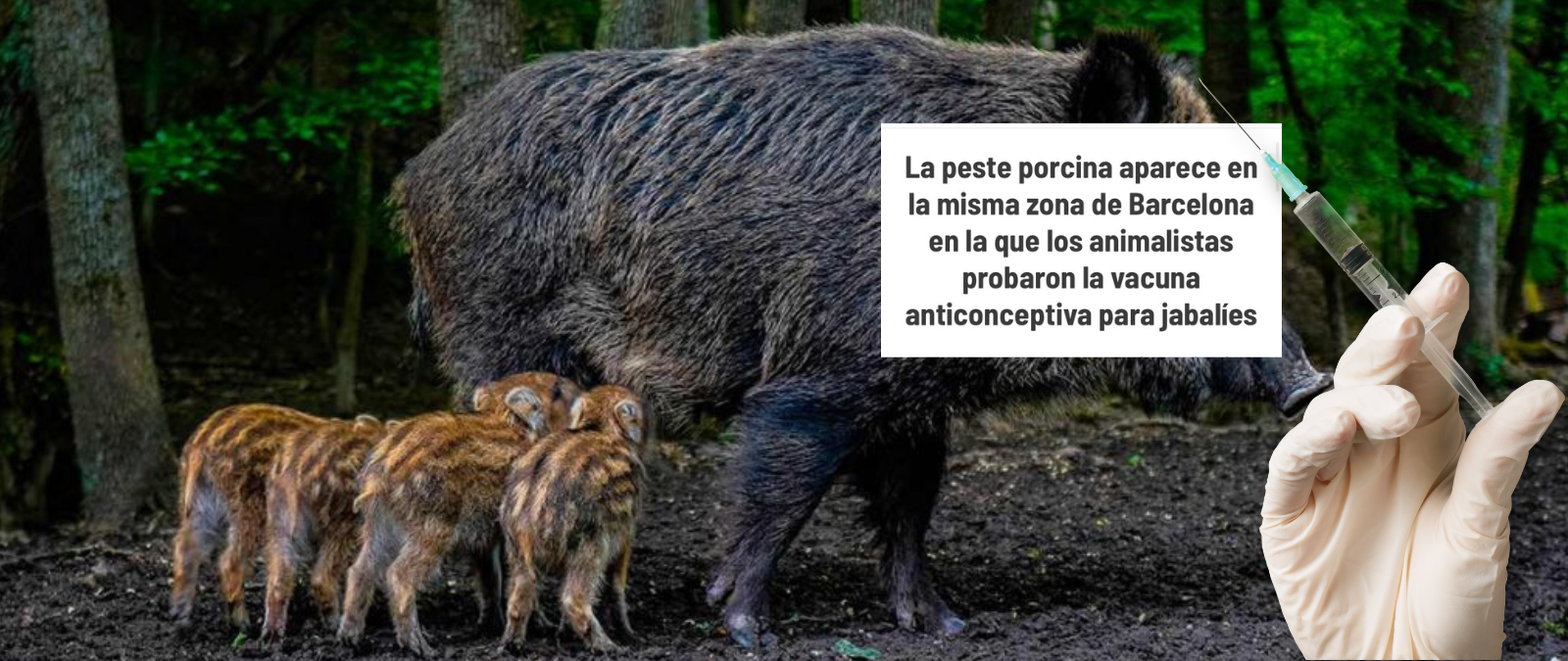 Qué sabemos sobre la vacuna anticonceptiva GonaCon para jabalíes que se probó “en la misma zona” donde ha aparecido la Peste Porcina Africana