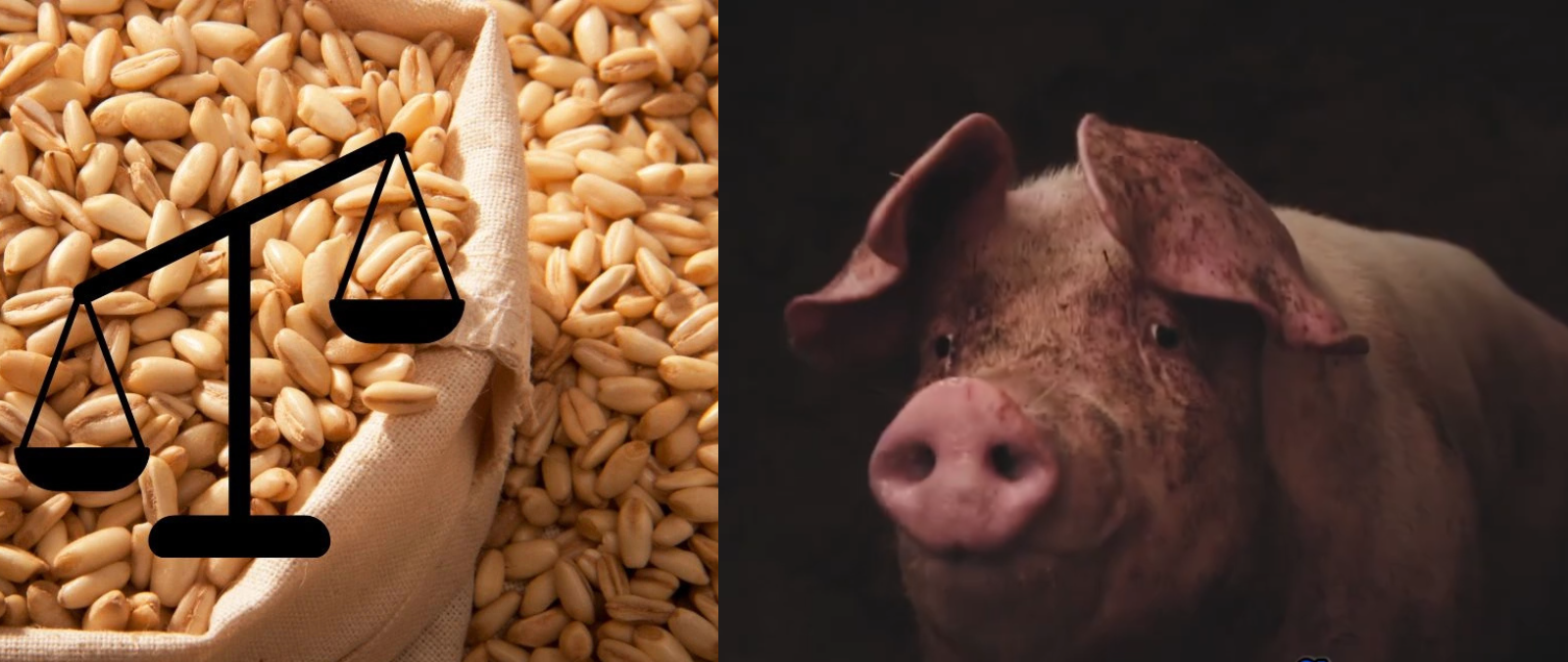 ¡Dale al play! ¿España exporta o importa más productos agroalimentarios?