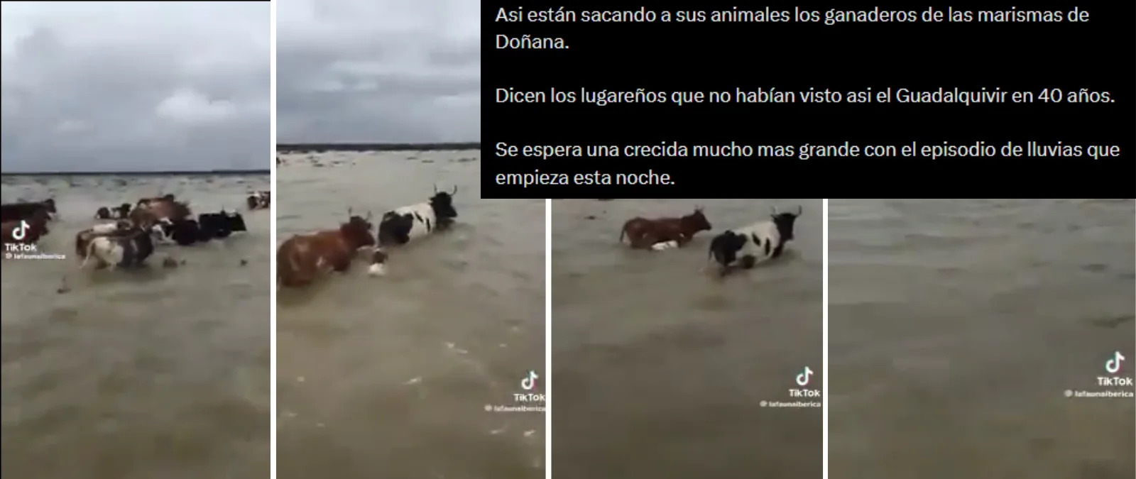 No, este vídeo de ganaderos sacando a sus animales de Doñana no es actual tras las inundaciones en Andalucía en febrero de 2026, es de 2018