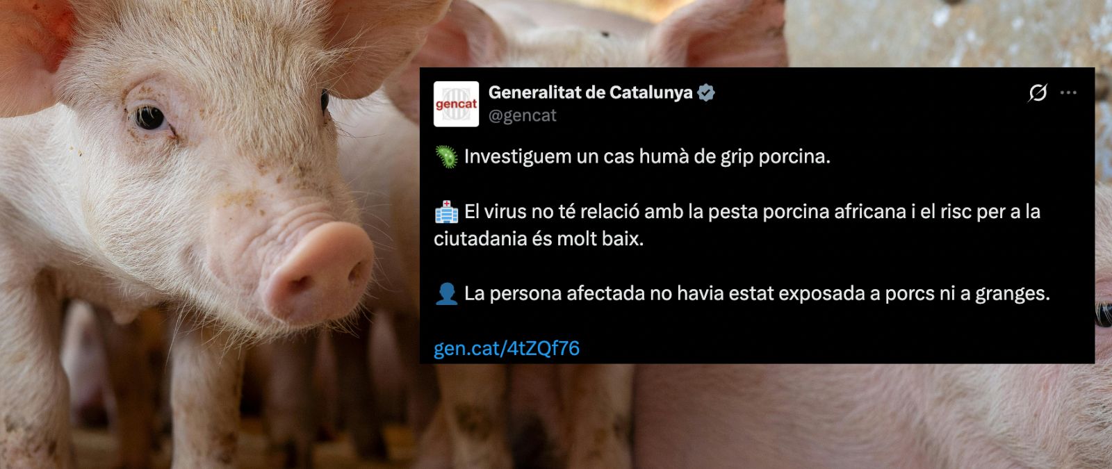 Se ha detectado en Lleida un caso de gripe porcina en humanos (pero no de peste porcina africana)