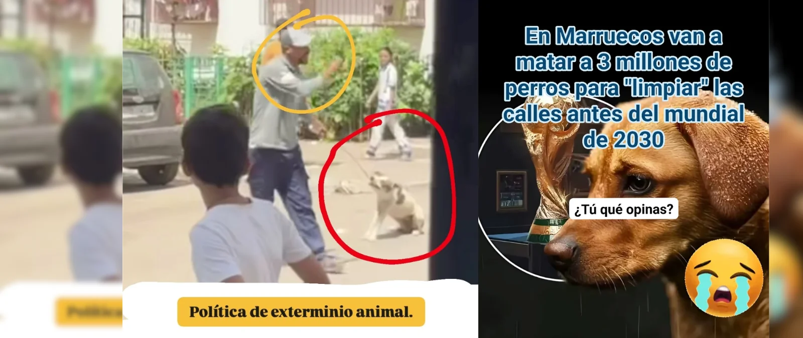 Qué sabemos sobre la "matanza" de perros en Marruecos y su relación con el Mundial de Fútbol que se celebrará en el país en 2030