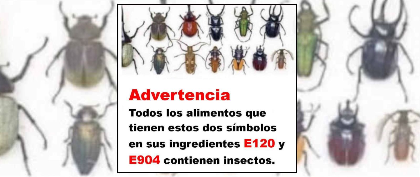 Por qué los aditivos procedentes de insectos (como el E-120 o el E-904) no suponen un riesgo para nuestra salud