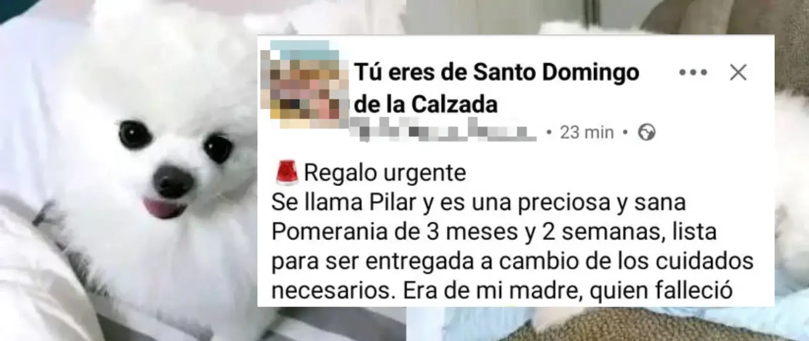 El timo del cachorro pomerania en adopción que circula por Facebook y TikTok