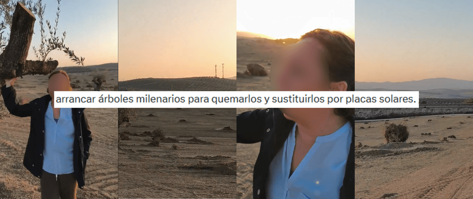 Qué sabemos sobre la tala de olivos en Trasmulas (Granada) para poner placas solares