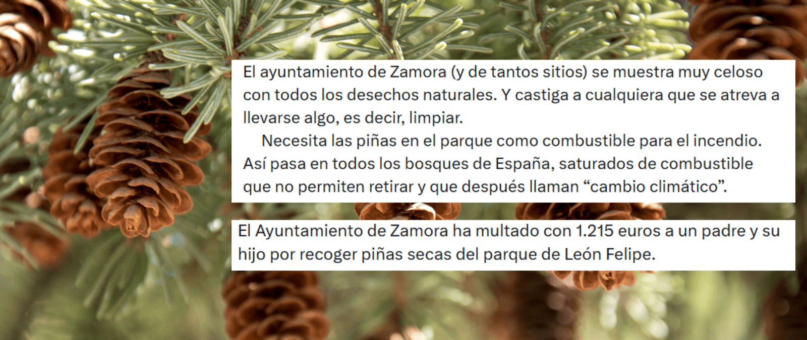 Qué sabemos de la multa del Ayuntamiento de Zamora a un padre y su hijo por recoger piñas de un parque: pasó en 2011, pero el Ayuntamiento mantiene la ordenanza